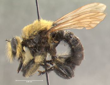 Media type: image;   Entomology 13480 Aspect: habitus lateral view